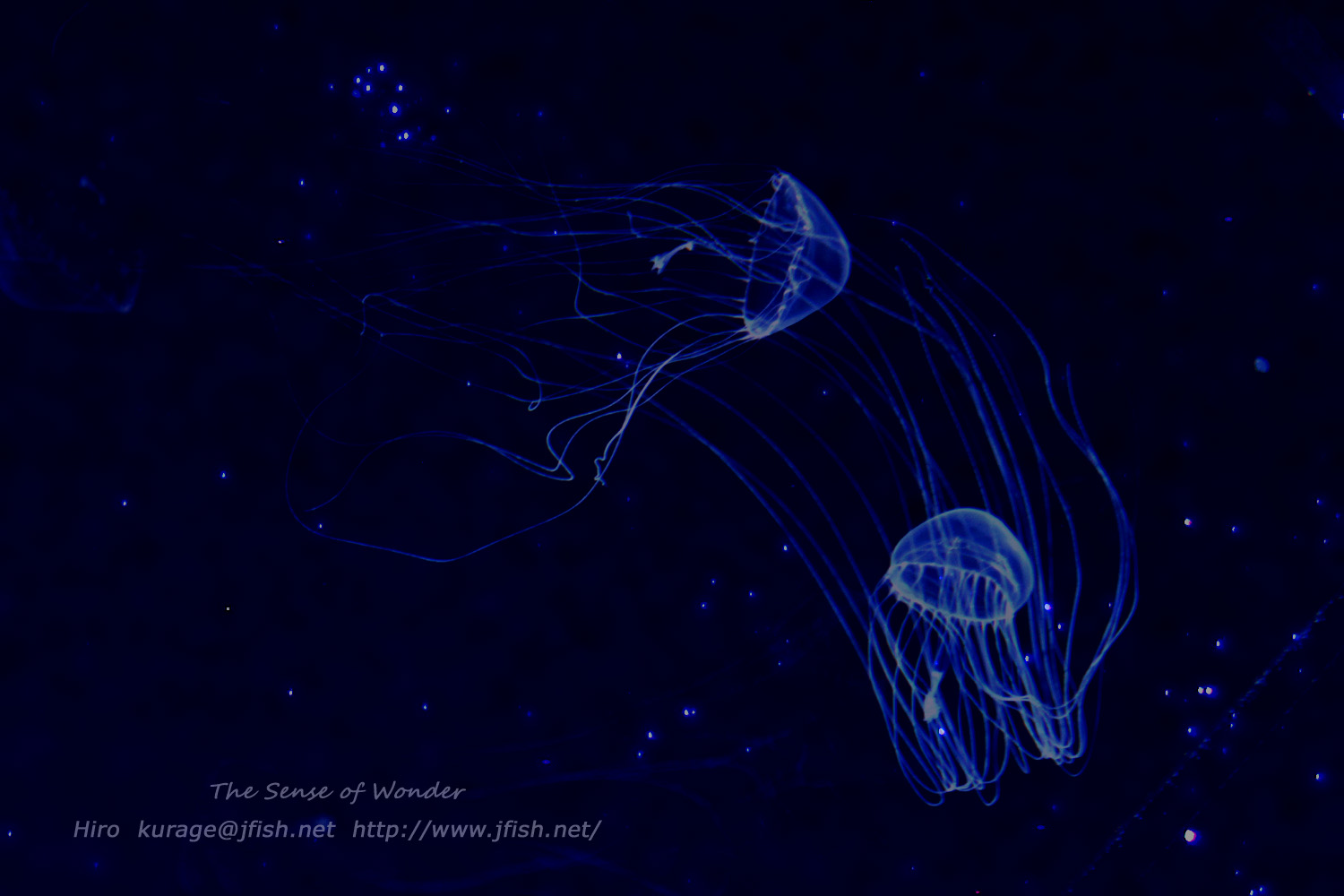 今夜は星がきれいです クラゲとコラボレーション くらげの幻想世界 Mystery Of Jellyfish Photo World