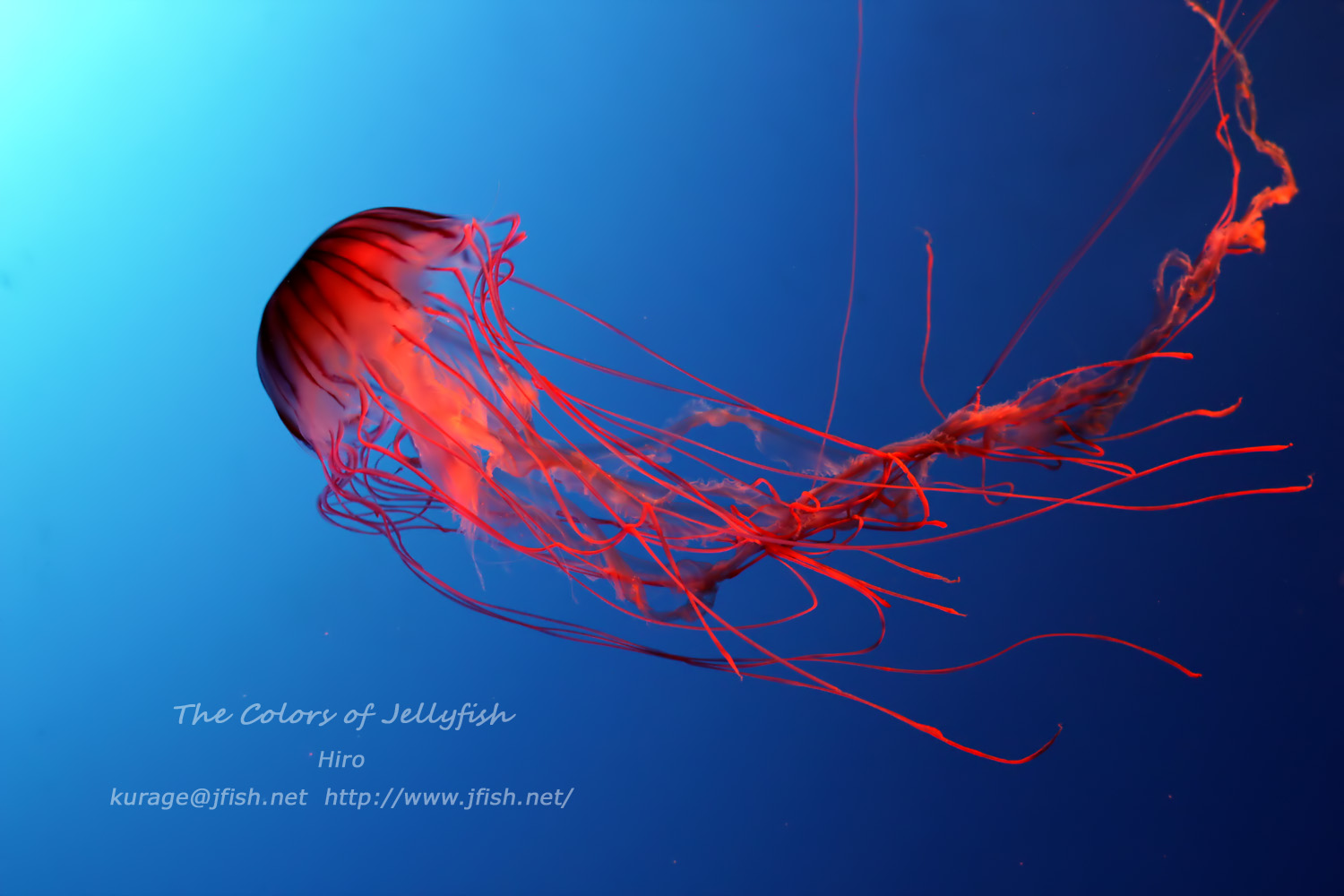 毒・アカクラゲ – くらげの幻想世界 – Mystery of Jellyfish photo world –