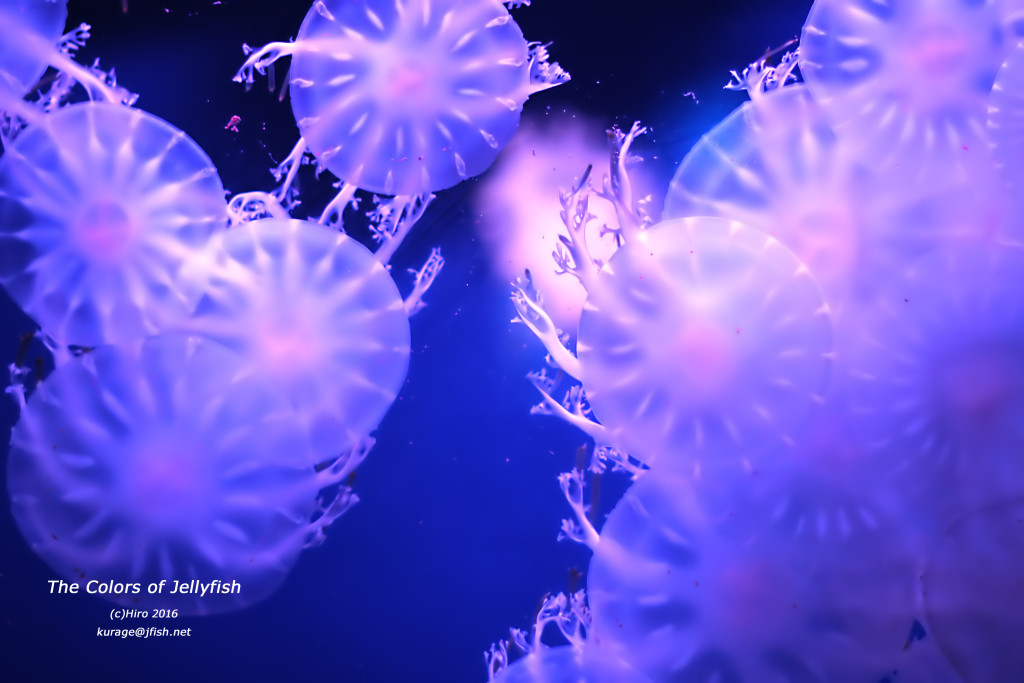 壁に張り付く変なクラゲ サカサクラゲ くらげの幻想世界 Mystery Of Jellyfish Photo World