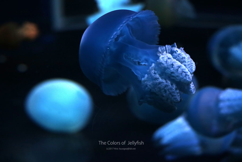 蒼の世界 ブルージェリーフィッシュ くらげの幻想世界 Mystery Of Jellyfish Photo World