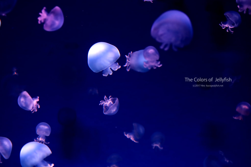 ころんとした形がかわいい キャノンボールジェリー くらげの幻想世界 Mystery Of Jellyfish Photo World
