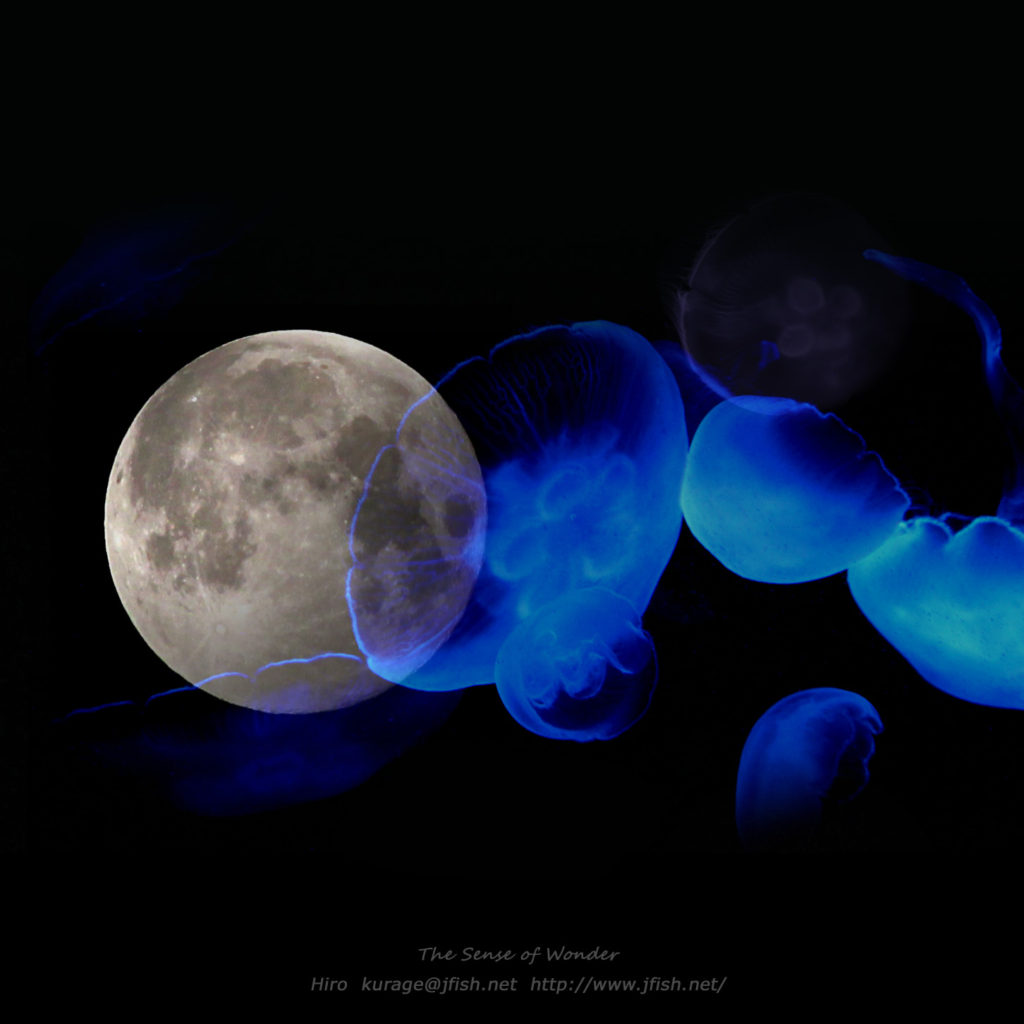 moon_and_aureria