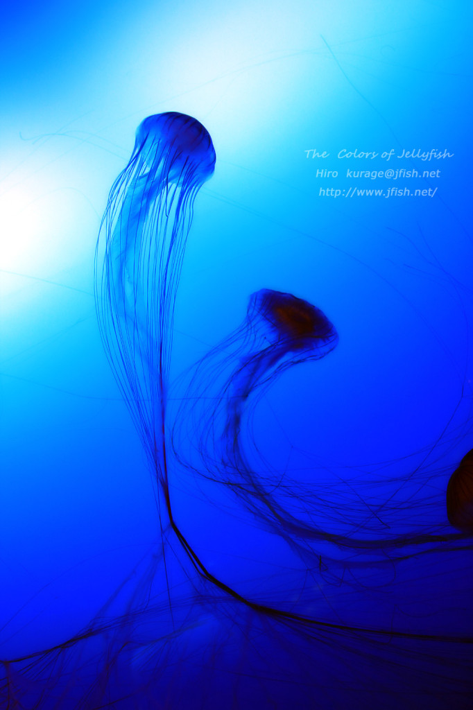 細い糸｣アカクラゲ | くらげのふしぎな世界
