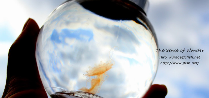 アマクサクラゲ