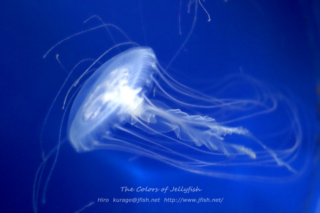 アマクサクラゲ_IMG_7909-