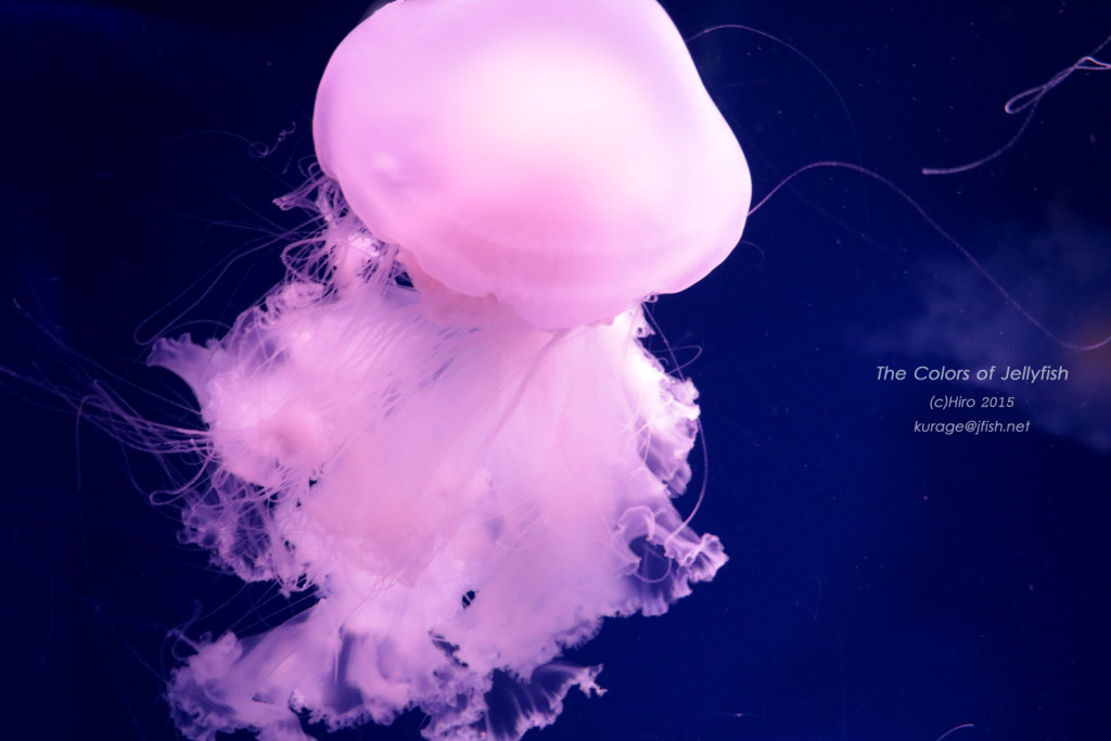 ひらひらドレス…サムクラゲ | くらげのふしぎな世界