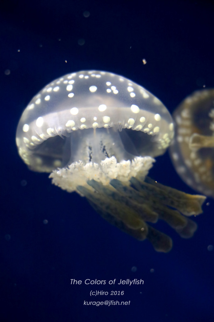 タコクラゲ_IMG_7180-683x10241-