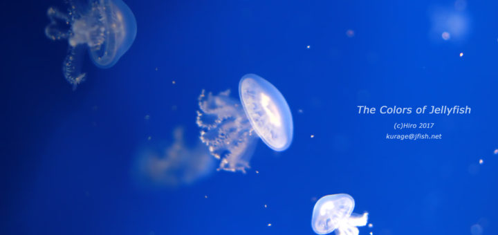 17年5月29日 くらげの幻想世界 Mystery Of Jellyfish Photo World
