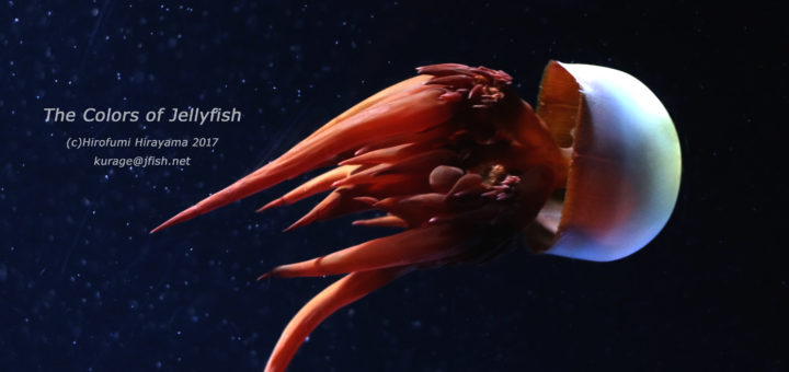 17年5月29日 くらげの幻想世界 Mystery Of Jellyfish Photo World