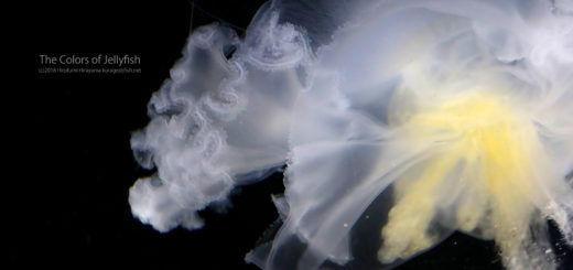 くらげの幻想世界 - Mystery of Jellyfish photo world -                                  くらげの幻想世界 - Mystery of Jellyfish photo world -                紫の花!?…コティロリーザ・ツベルクラータ