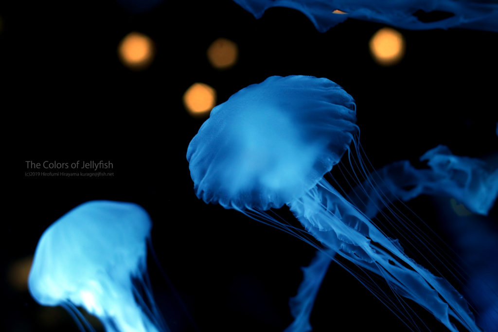 幻想的な海の碧色 インドネシアンシーネットル くらげの幻想世界 Mystery Of Jellyfish Photo World