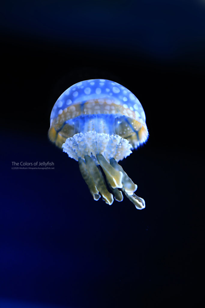 藍色水玉…タコクラゲ | くらげのふしぎな世界