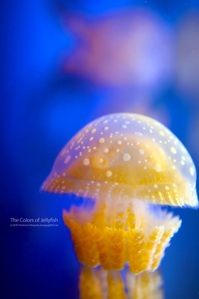 ぷっくり水玉 タコクラゲ くらげの幻想世界 Mystery Of Jellyfish Photo World