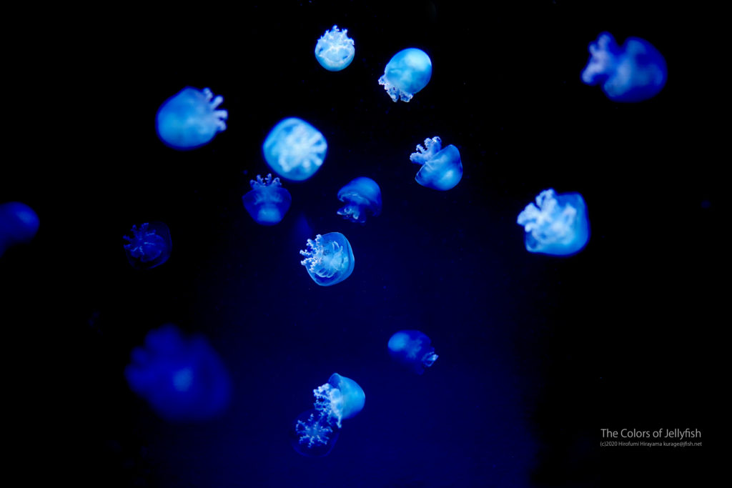 のうぜんかつらの泡 キャノンボールジェリー くらげの幻想世界 Mystery Of Jellyfish Photo World