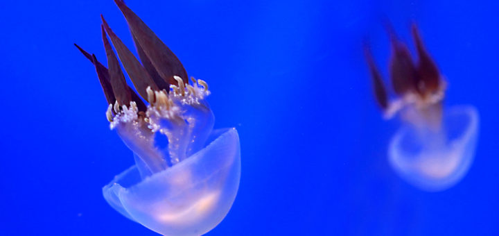 くらげの幻想世界 Mystery Of Jellyfish Photo World ページ 5 幻想的で美しくて不思議なクラゲの世界へようこそ