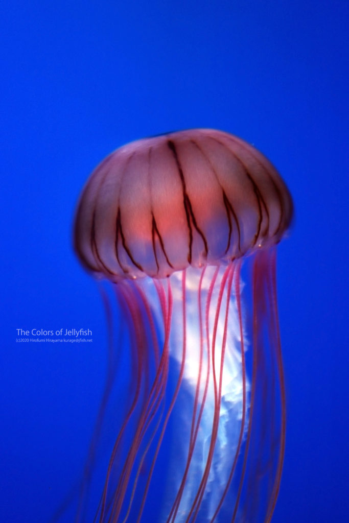 ふわり深夜色 アカクラゲ くらげの幻想世界 Mystery Of Jellyfish Photo World