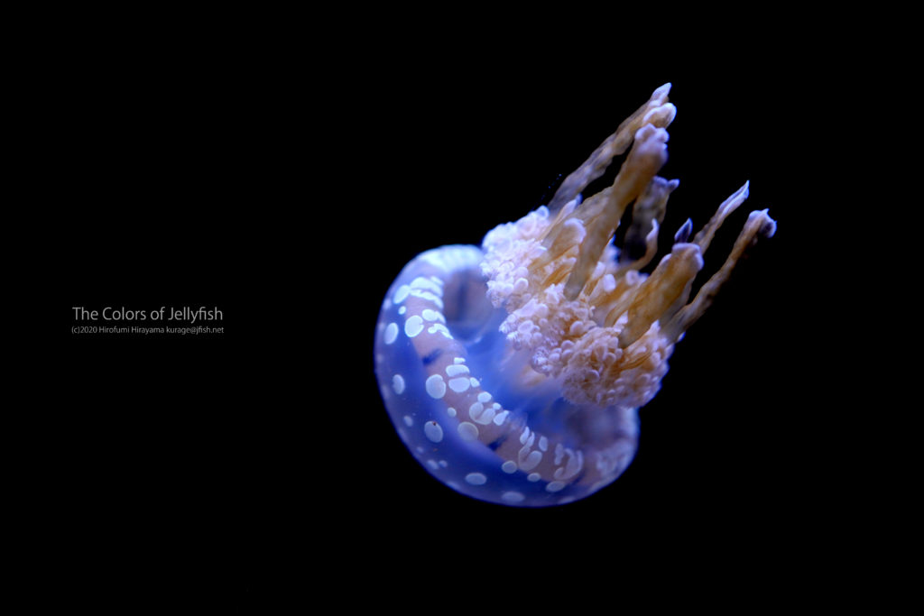 クラゲの骨が無い理由 タコクラゲ くらげの幻想世界 Mystery Of Jellyfish Photo World
