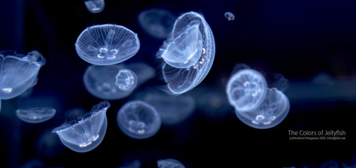 年12月 くらげの幻想世界 Mystery Of Jellyfish Photo World