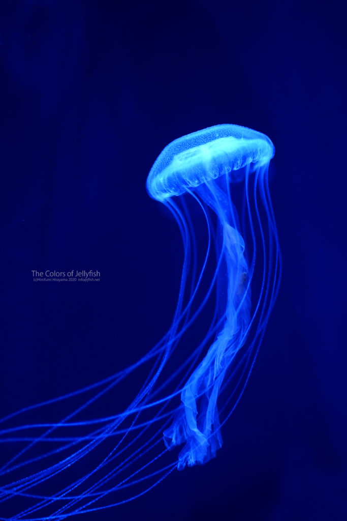 羽衣の舞 アマクサクラゲ くらげの幻想世界 Mystery Of Jellyfish Photo World 羽衣の舞 アマクサクラゲ くらげの幻想世界 Mystery Of Jellyfish Photo World