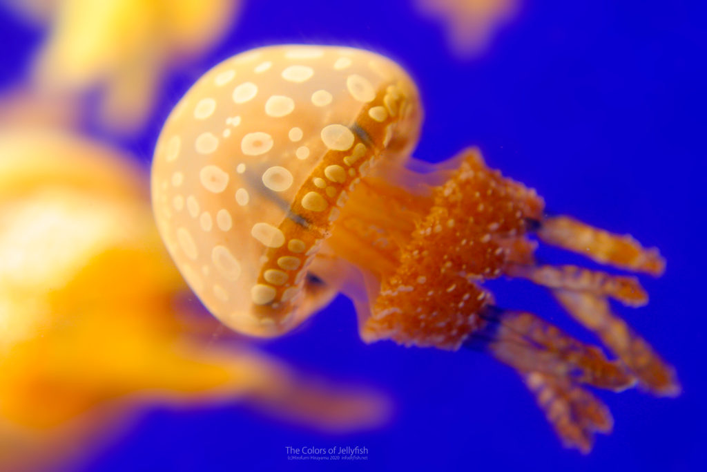 太陽の光と元気を集めたような タコクラゲ くらげの幻想世界 Mystery Of Jellyfish Photo World