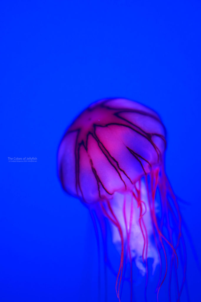 華やかさに潜む毒 アカクラゲ くらげの幻想世界 Mystery Of Jellyfish Photo World