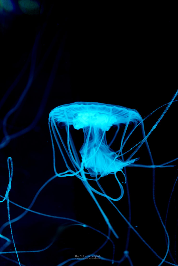 幻想世界 アマクサクラゲ くらげの幻想世界 Mystery Of Jellyfish Photo World