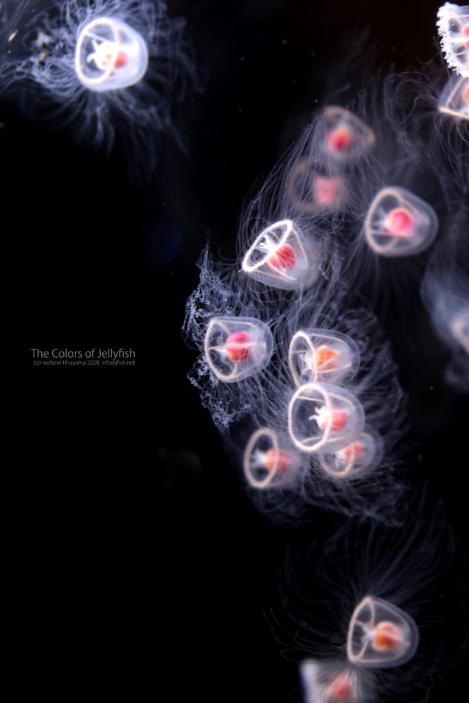 もしかして植物 ベニクラゲ くらげの幻想世界 Mystery Of Jellyfish Photo World