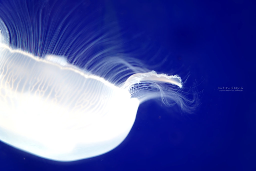 眩しい白 ミズクラゲ くらげの幻想世界 Mystery Of Jellyfish Photo World