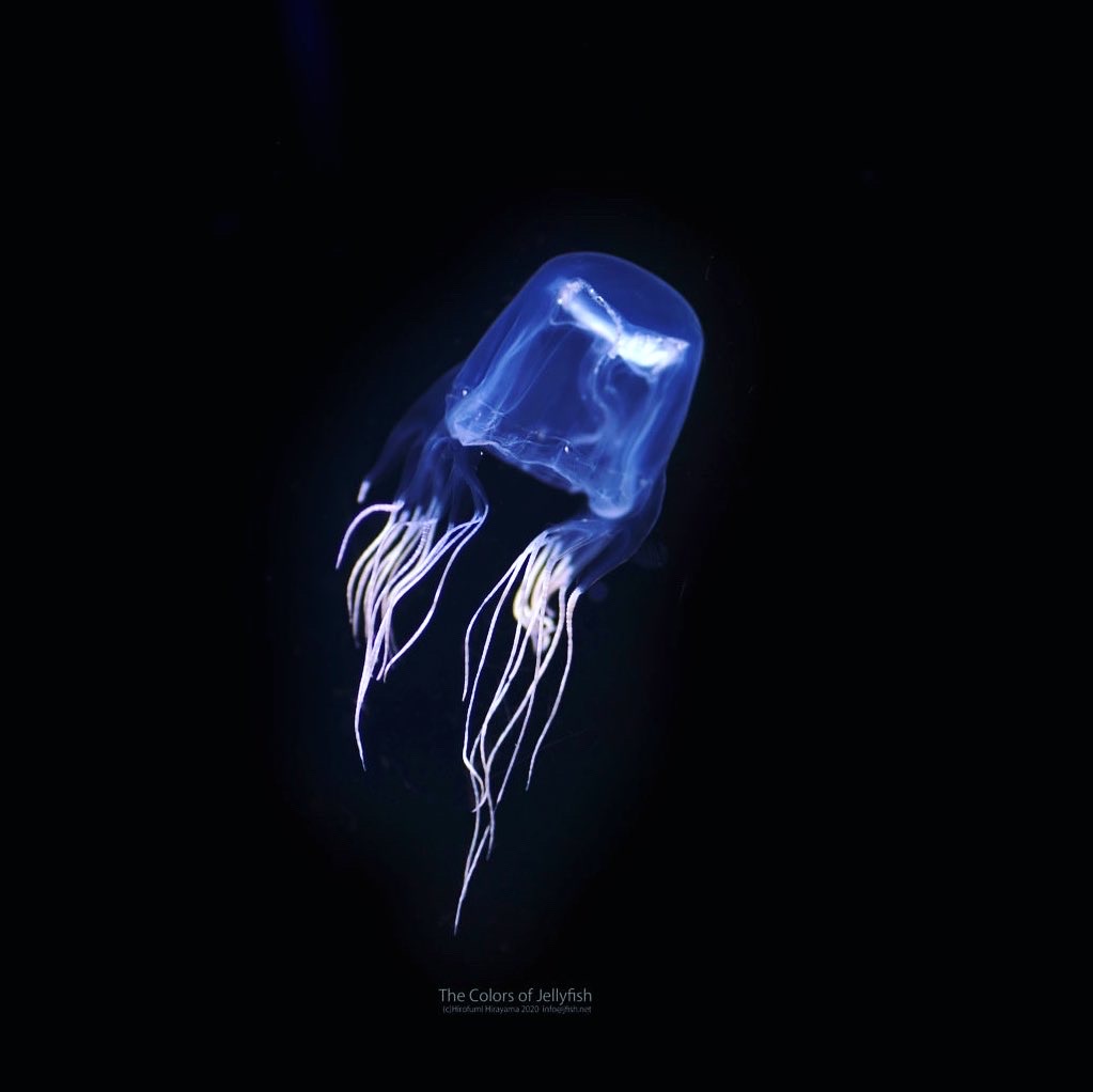 クラゲ界の悪役キャラ ハブクラゲ くらげの幻想世界 Mystery Of Jellyfish Photo World