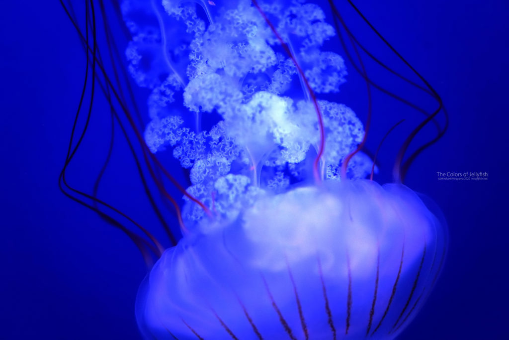 クリサオラプロカミア