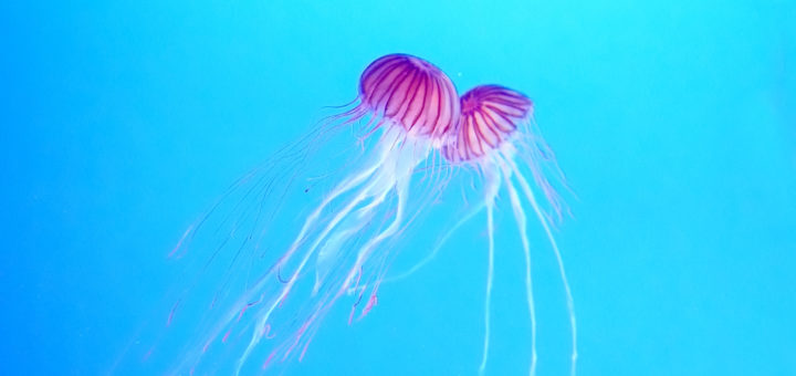 くらげの幻想世界 Mystery Of Jellyfish Photo World 幻想的で美しくて不思議なクラゲの世界へようこそ くらげの幻想世界 Mystery Of Jellyfish Photo World 幻想的で美しくて不思議なクラゲの世界へようこそ