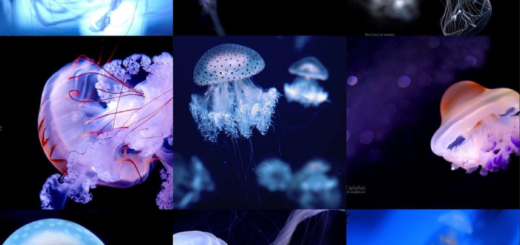 2022_Best_Shot_9 Jellyfish Photo
