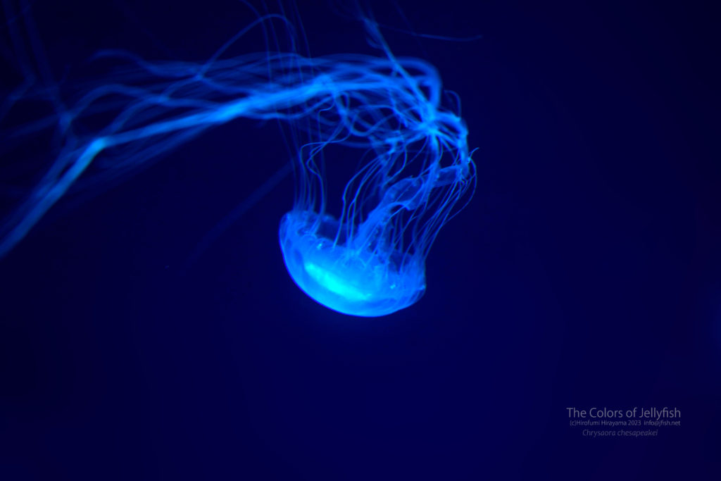 アトランティックベイネットル