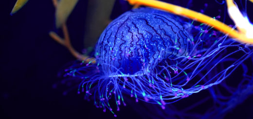 ハナガサクラゲ