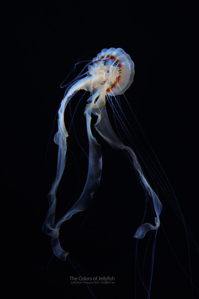 インドネシアンシーネットル