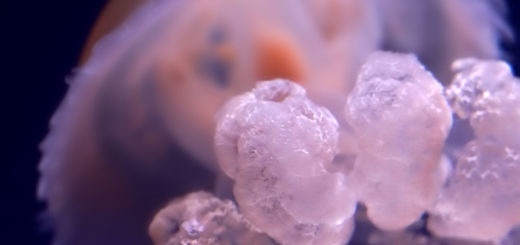 リクノリーザルサーナ