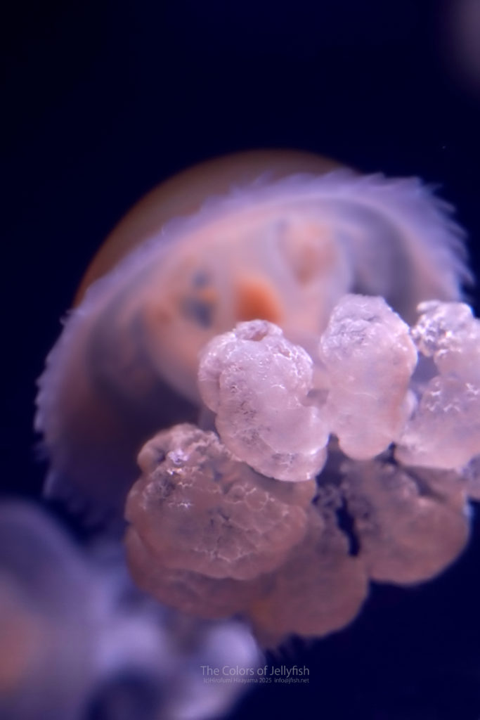 リクノリーザルサーナ