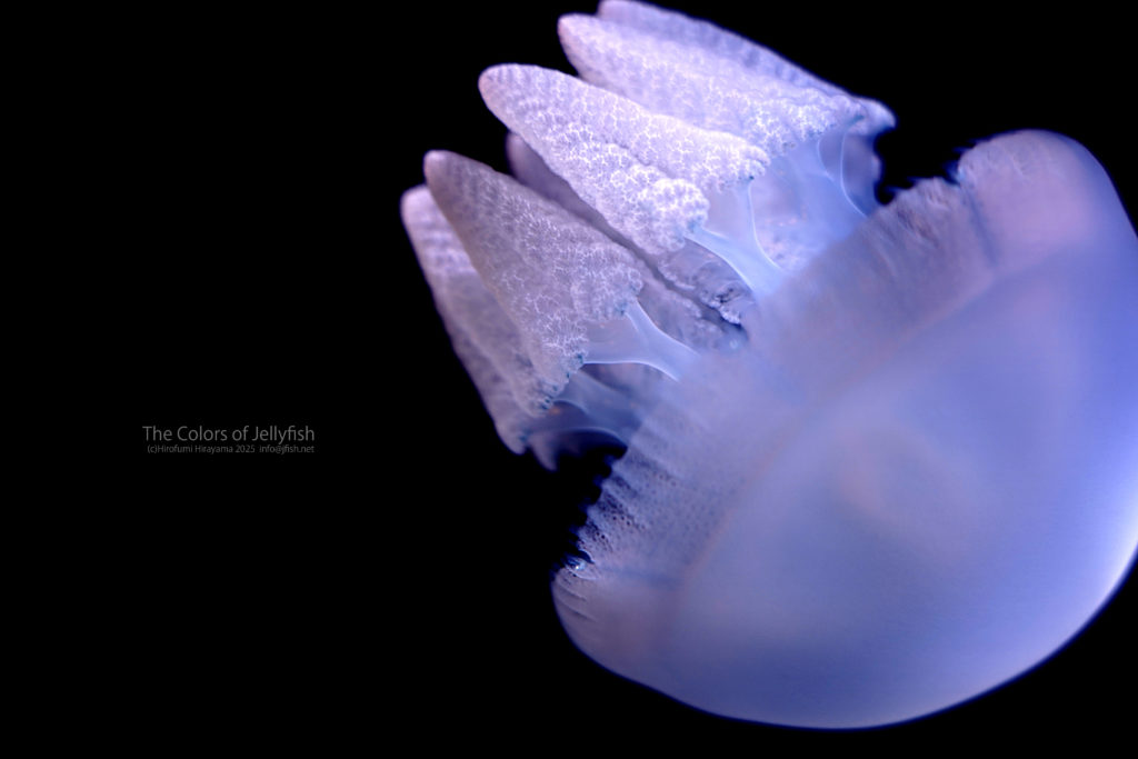 カラージェリー