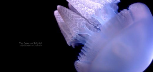 カラージェリー