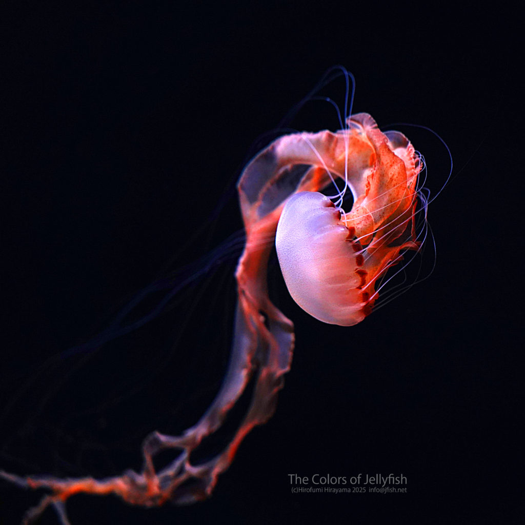 インドネシアンシーネットル