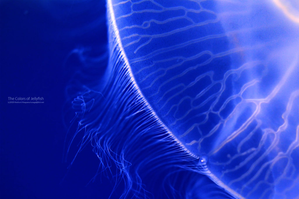 ミズクラゲ
