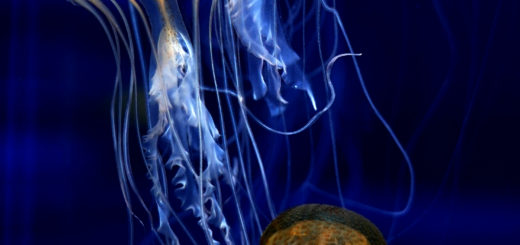 アマクサクラゲ