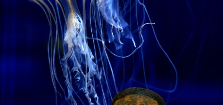 アマクサクラゲ