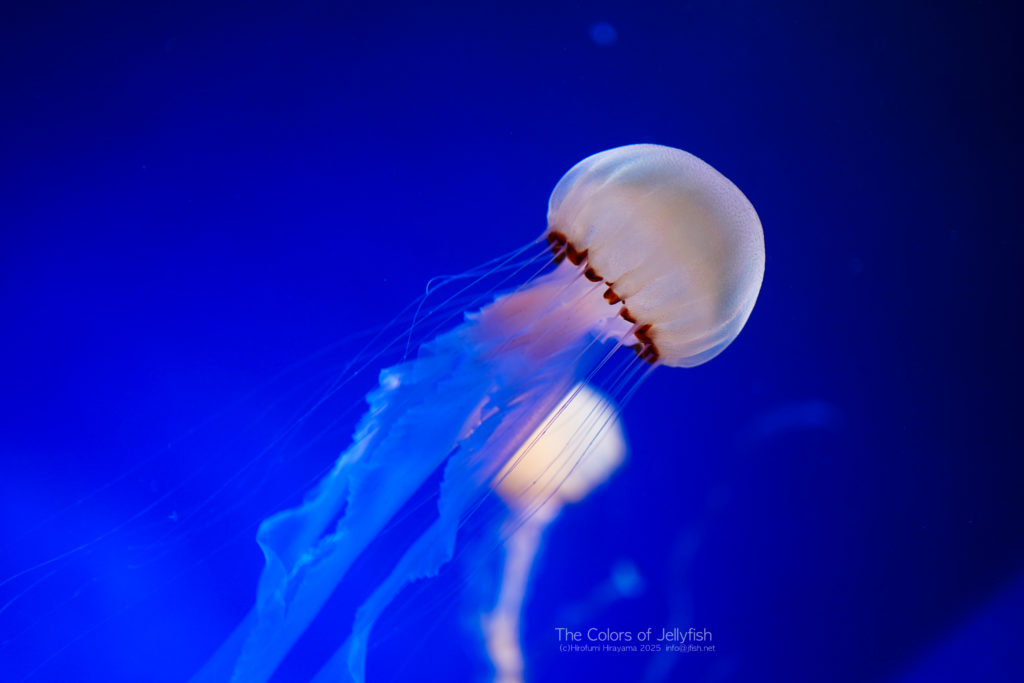 インドネシアンシーネットル