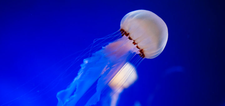 インドネシアンシーネットル